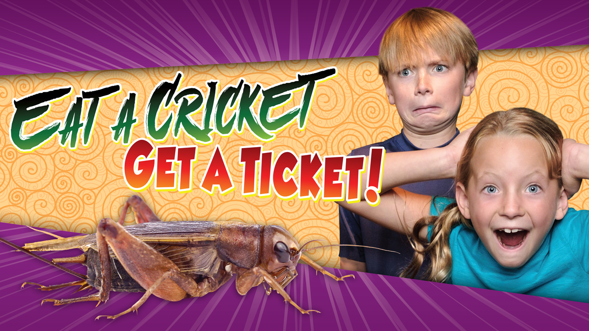 Eat a Cricket Get a Ticket